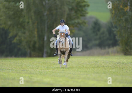 Teenage girl, horse, Haflinger, meadow, ride, head-on, view camera, Stock Photo
