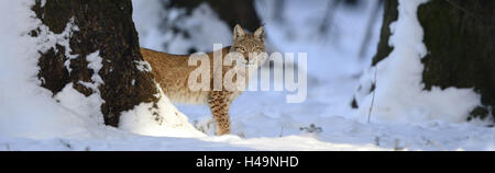 Eurasian lynx, Lynx lynx, young animal, winter, standing, frontal, looking at camera, Stock Photo