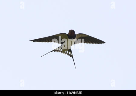Barn swallow, Hirundo rustica, flying, sky, frontal, Stock Photo