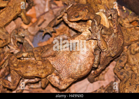 Toads, struggling in the bucket at the protective fence during the toad migration,