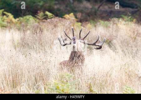 Richmond, UK. 14th Oct, 2016. UK weather. A Red deer stag bolving during the annual rut in Richmond Park, London, UK Credit:  Ed Brown/Alamy Live News Stock Photo