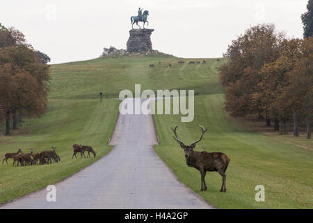 Windsor, UK. 14th October, 2016. Red deer in Windsor Great Park at dusk during rutting season. Credit:  Mark Kerrison/Alamy Live News Stock Photo