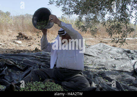 Nablus, West Bank, Palestine. 14th Oct, 2016. A Palestinian man collects olives at an olive orchard in the West Bank village Sarrah, during the olive harvest season, on Oct. 14, 2016. © Mohammed Turabi/ImagesLive/ZUMA Wire/Alamy Live News Stock Photo
