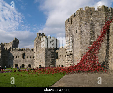 Caernarfon, Wales, 14th October, 2016.  The Weeping Window poppies display from the installation ‘Blood Swept Lands and Seas of Red’ at Caernarfon Castle. Credit:  Fotan/Alamy Live News Stock Photo