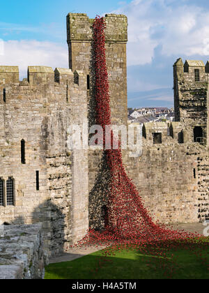 Caernarfon, Wales, 14th October, 2016.  The Weeping Window poppies display from the installation ‘Blood Swept Lands and Seas of Red’ at Caernarfon Castle. Credit:  Fotan/Alamy Live News Stock Photo