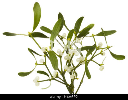 Hardwood mistletoe, Viscum album, sprigs mistletoe, Stock Photo