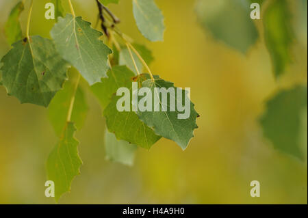 Aspen, Populus tremula, leaves, close-up, Stock Photo