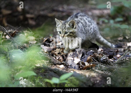 Wood, wildcat, Felis silvestris, young animal, observation, wild animal, wilderness, animal, mammal, cat, predator, small cat, young, animal child, Curiously, discovery, habitat, captivity, whole body,