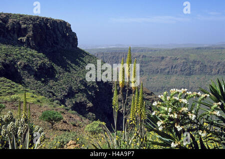 Spain, Canary islands, grain Canaria, location Mundo Aborigen, view, gulch, Barranco de Fataga, the Canaries, island group, island, mountains, open-air museum, archeology park, lookout, view, nobody, Fataga gulch, scenery, mountains, mountain landscape, vegetation, plants, aloe, blossoms, nature, width, distance, Stock Photo