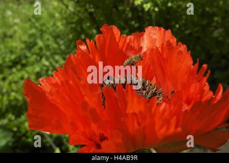 Bee in the approach on a blossom of the oriental poppy seed, Stock Photo