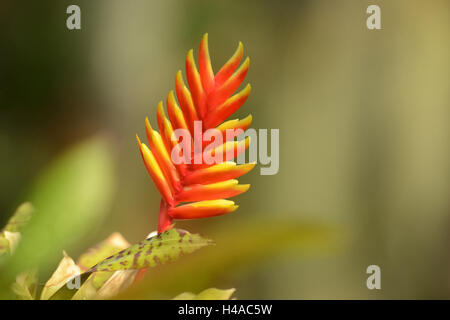 Blazing sword, Vriesea splendens, blossom, medium close-up, Stock Photo