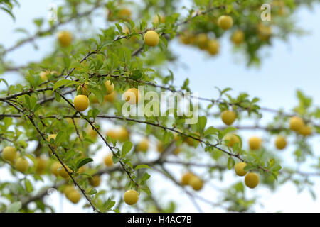 Mirabelle, Prunus domestica subsp. syriaca, branch, fruits, laden, Stock Photo
