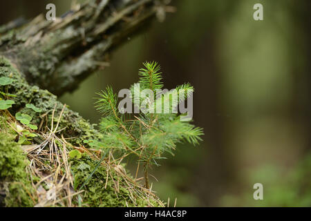 Young spruce, Picea abies, medium close-up, Stock Photo