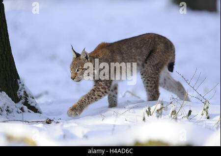 Eurasian lynx, Lynx lynx, young animal, winter, snow, walking, creeping, side view, Stock Photo