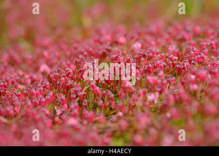 Small cranberry, Vaccinium oxycoccos, blossoms, Stock Photo
