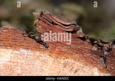 Scots pine, Pinus sylvestris, log, sawn, Stock Photo