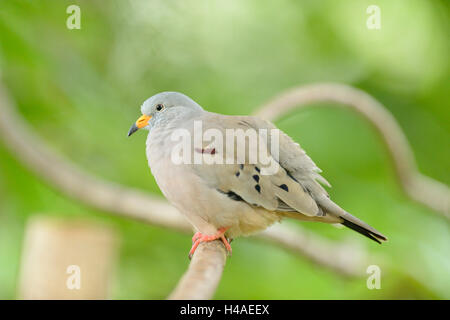 croaking ground dove, Columbina cruziana, branch, side view, sitting, Stock Photo