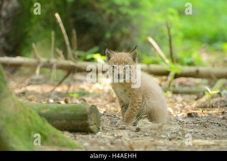 Eurasian lynx, Lynx lynx, young animal, head-on, sitting, looking at camera, Stock Photo