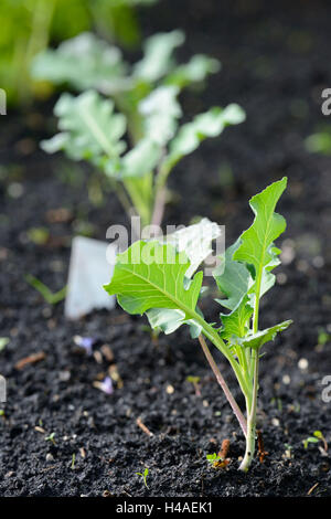 Kohlrabi, Brassica oleracea var. gongylodes, plants, vegetable garden, Stock Photo