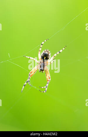 oak spider, Aculepeira ceropegia, male, close-up, Stock Photo