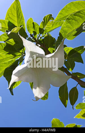 Botany, Datura arborea, angel's trumpets, cultivated plants, Tenerife, Canary Islands, Spain, Europe, Stock Photo