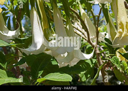 Botany, Datura arborea, angel's trumpets, cultivated plants, Tenerife, Canary Islands, Spain, Europe, Stock Photo