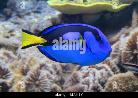 Palette surgeonfish, Paracanthurus hepatus Stock Photo