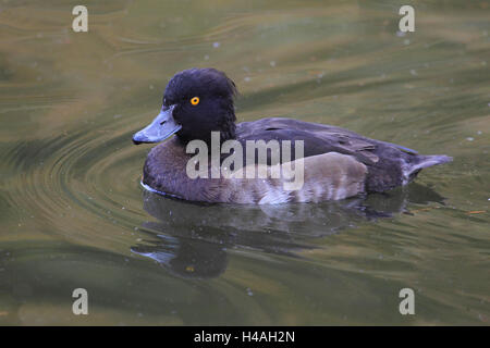 Tufted duck, female, Aythya fuligula Stock Photo