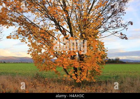 Field maple in autumn, Acer campestre Stock Photo