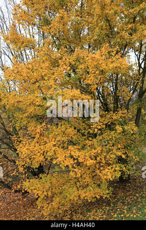 Field maple in autumn, Acer campestre Stock Photo