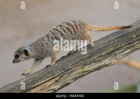 Meerkat, Suricata suricata Stock Photo