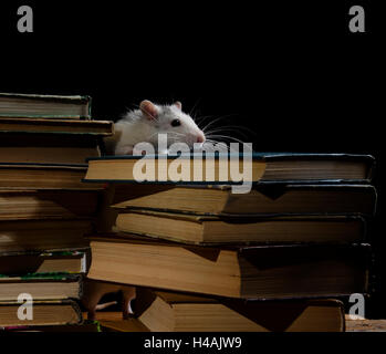Decorative rat with old books in the library in black and white Stock ...