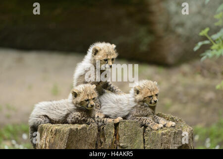 South African cheetahs, Acinonyx jubatus jubatus, young animals, Stock Photo