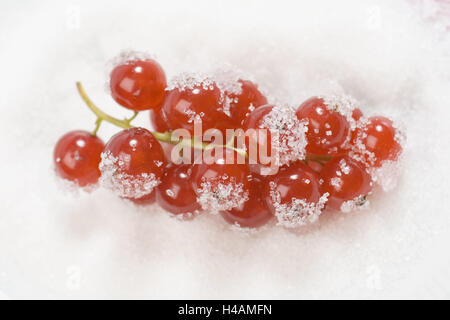 Red currants, Ribes rubrum in front of judgment, sugar, Food, fruit, fruits, summer fruit, soft fruits, eatable, berries, red, gooseberry plants, Rispen, Johanisbeer-Rispen, acidly, sour, freshness, vitamins, rich in vitamins, sugared, product photography, studio, Stock Photo