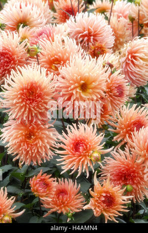 Dahlia, sort 'Zuster Clarentine', cactus dahlia, Stock Photo