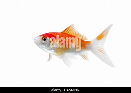 Goldfish, Stock Photo