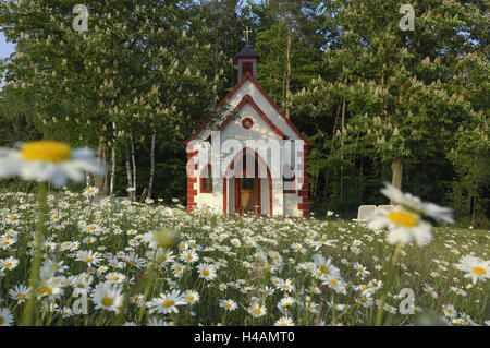 Band, flower meadow, margin rites, spring, Germany, Bavaria, Spessart, Mechenhard, Stock Photo