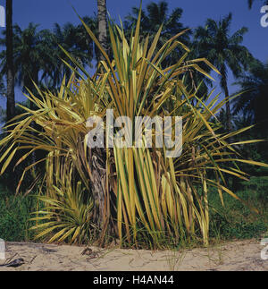 Senegal, to bass Casamance, Cap Skirring, palms, screwing tree, Africa, West, Africa, lower Casamance, beach, Sand, vegetation, trees, plants, useful plants, screwing trees, Pandane, nobody, Stock Photo