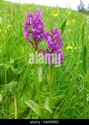 Orchis, domestic orchid on a meadow in the Werdenfelser Land, with Garmisch-Partenkirchen, Stock Photo