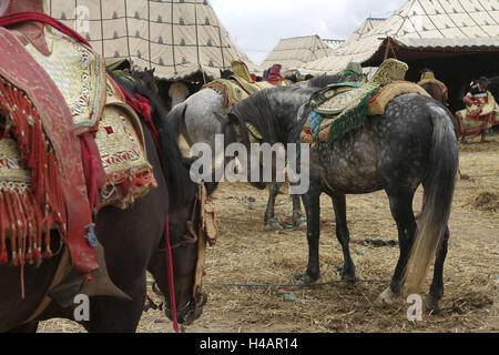Africa, Morocco, Meknes, Rommani, noble decorated horses at a Fantasia, Stock Photo