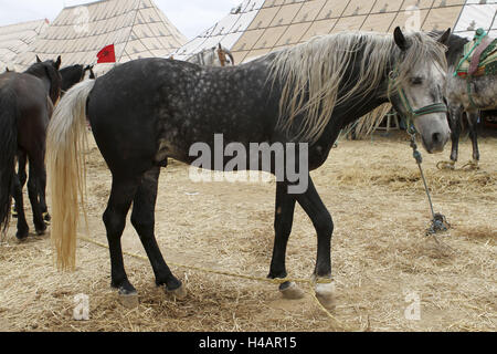 Africa, Morocco, Meknes, Rommani, noble horse at a Fantasia, Stock Photo