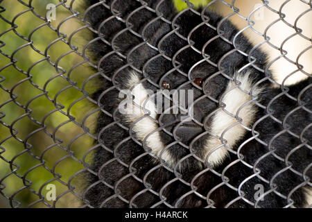 White-cheeked gibbon (Nomascus leucogenys) male looks out of his zoo enclosure Stock Photo