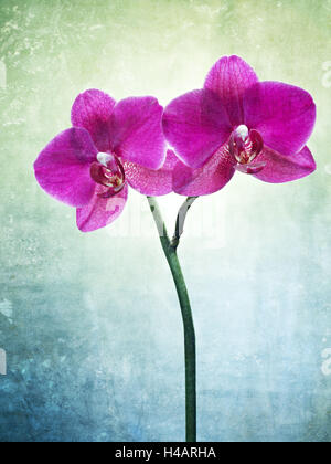 Orchid, Orchidacea, flower, blossom, plant, still life, green, pink, pink, leaves, Stock Photo