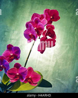 Orchid, Orchidacea, flower, blossoms, plant, still life, green, pink, Stock Photo