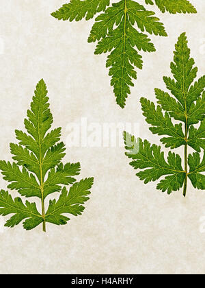 Leaves of the sweet cicely, Myrrhis odorata, green, still life, Stock Photo
