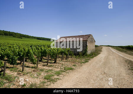 Vineyards, Chablis, France, Stock Photo