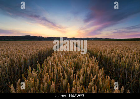 Germany, Bavaria, field, wheat, grain, mood, evening, clouds, light, summer, July, colours, paradise, panorama,
