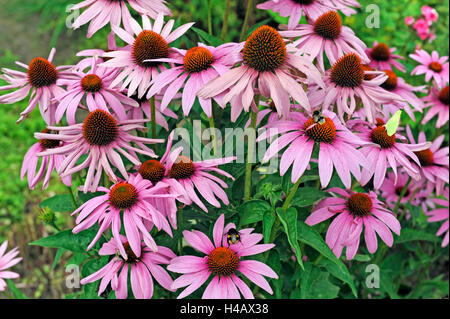 Summery flowerbed with purple coneflowers or Rudbeckia, Echinacea purpurea or Rudbeckia purpurea, variety Magnus Stock Photo