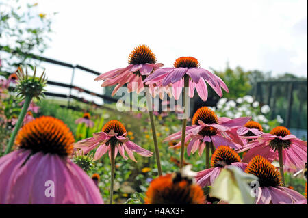 Purple coneflowers with insects in the summery shrub bed of a cottage garden Stock Photo