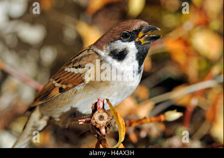 Tree sparrow, Passer montanus, perching in front of autumnally coloured foliage of a climbing hydrangea in the garden, male and female have identical plumage Stock Photo